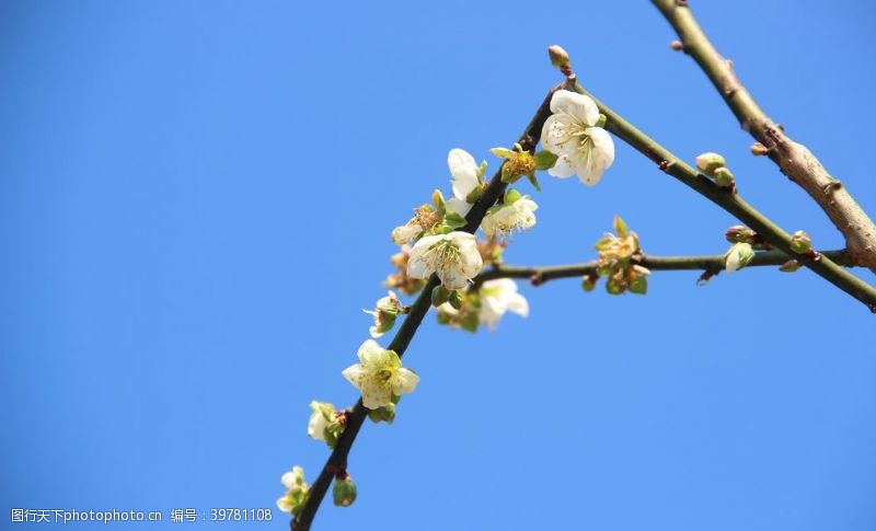 蜡梅梅花图片