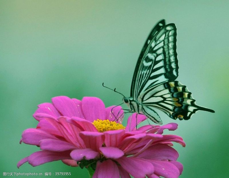 绿色主题背景美丽蝴蝶图片