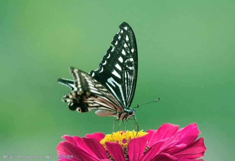 植物昆虫美丽蝴蝶图片