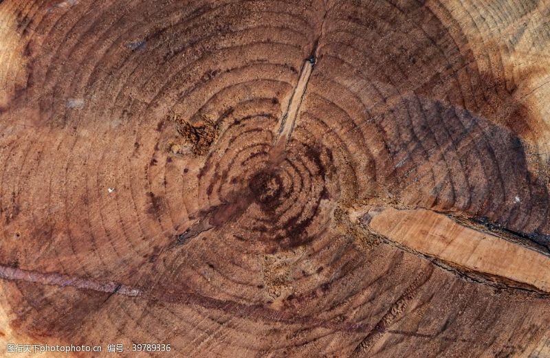 树木木纹图片