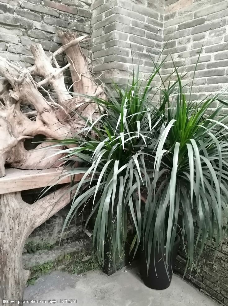 园林墙角的根雕与绿植图片