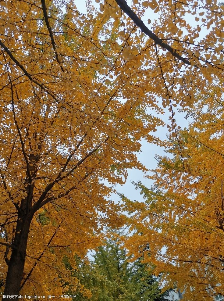园林秋色秋天树林秋天图片