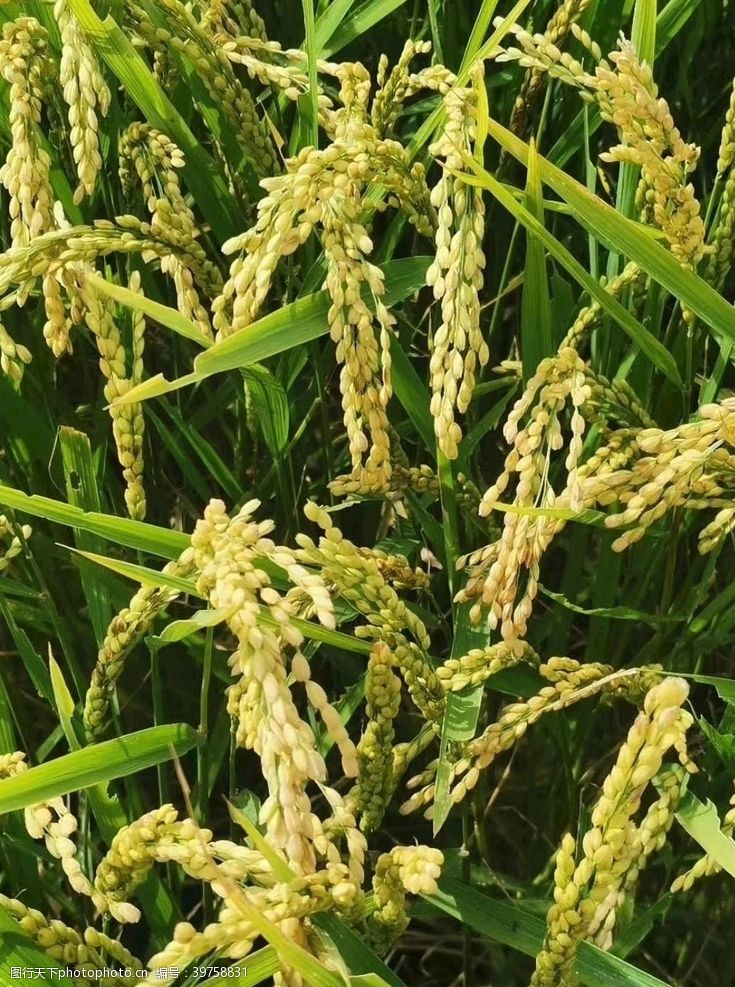 庄稼水稻图片
