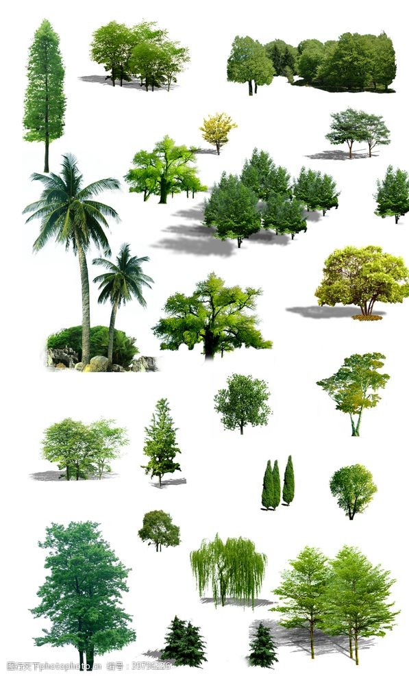 知识树树图片
