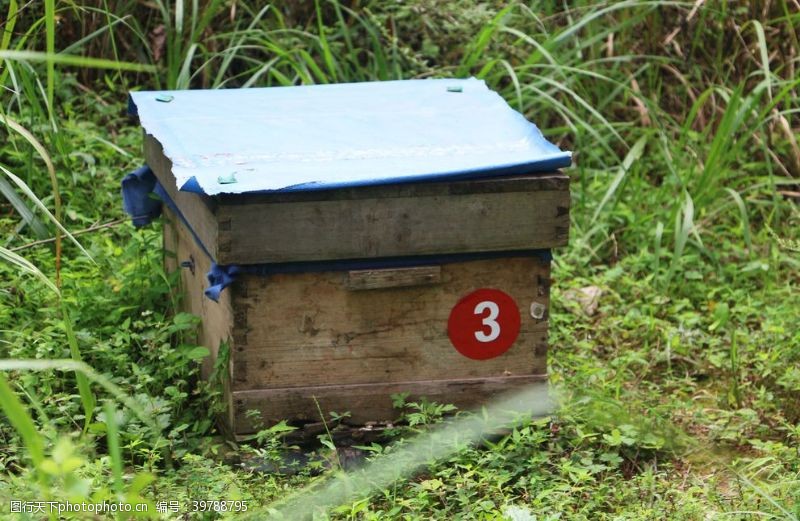 养蜂场蜂箱图片