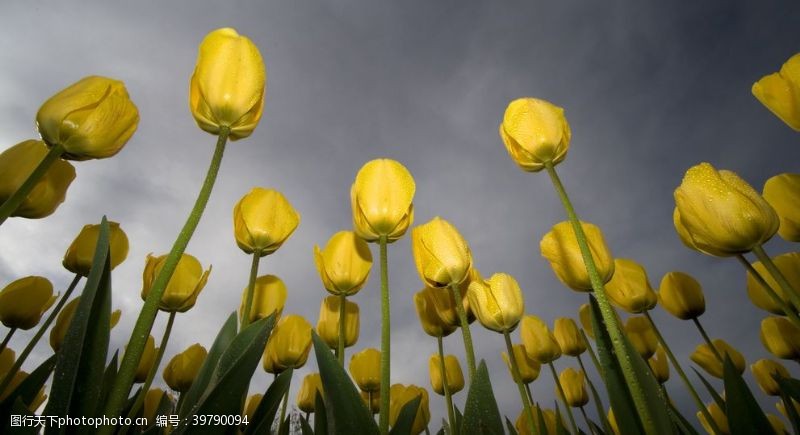 漂亮的花朵仰视漂亮的黄色郁金香图片
