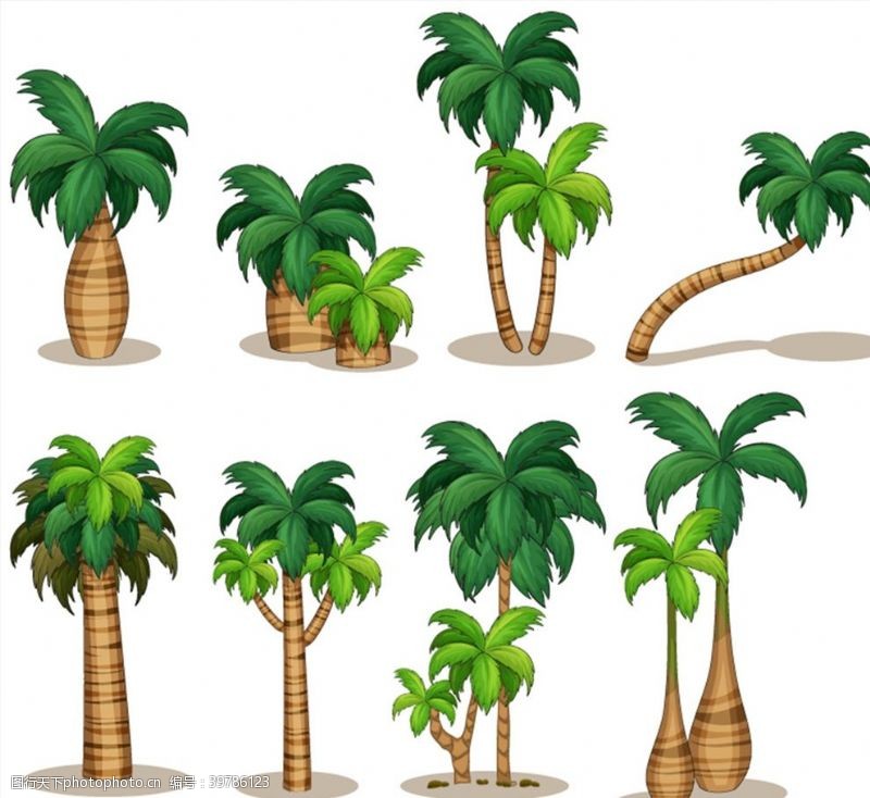 王棕椰子树矢量图片