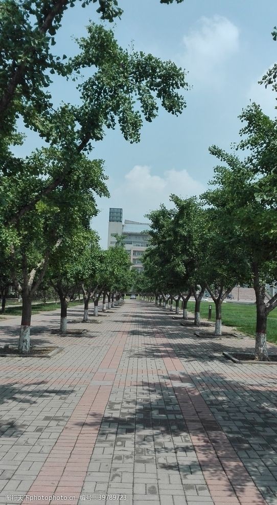 学校摄影郑州大学校园内景图片
