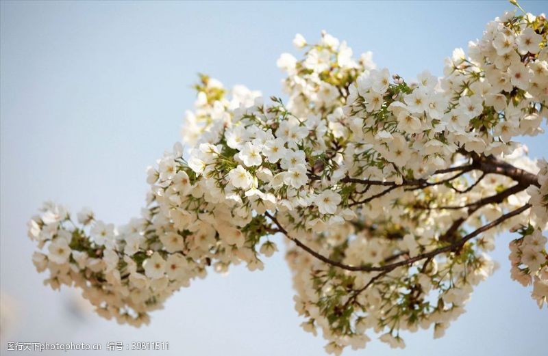 樱花树春季踏春春分花朵樱花图片