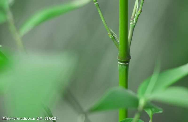 竹林背景春天绿色清新竹子摄影图片