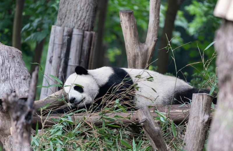 黑猫大熊猫吃竹子摄影图片