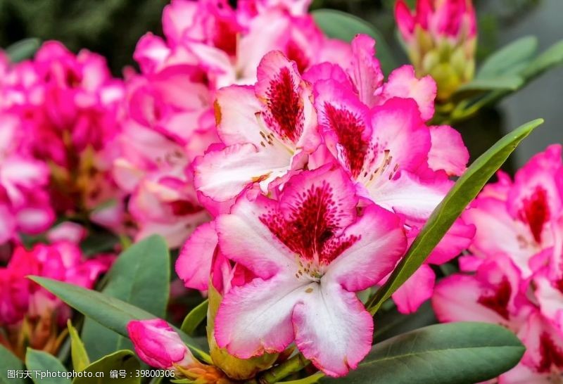 捧花杜鹃花图片