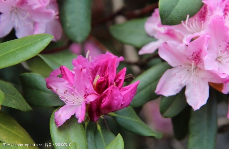 捧花杜鹃花图片