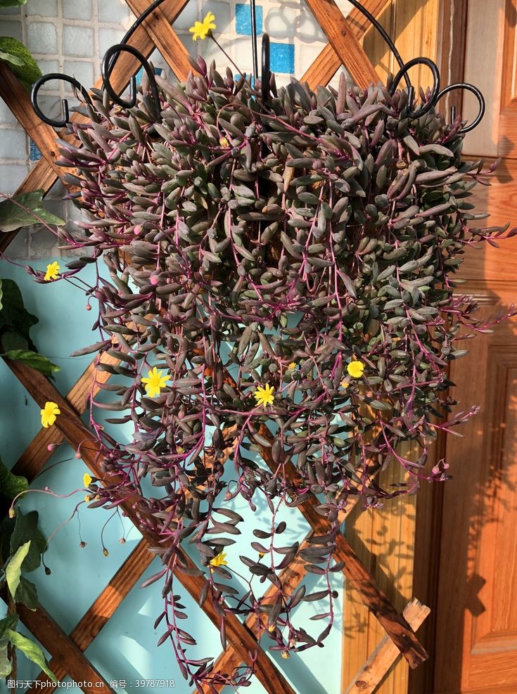 阳台多肉紫炫月图片