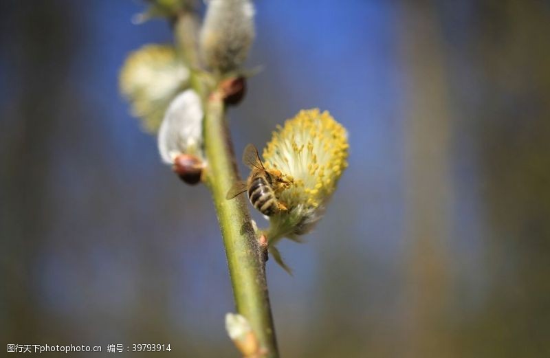 春天花朵黄蜂图片