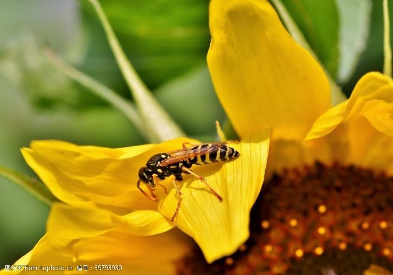 黄蜜黄蜂图片