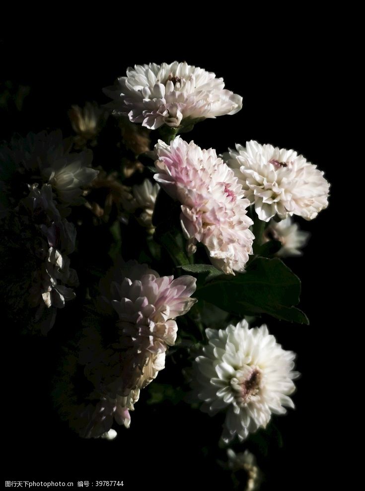白菊花花图片