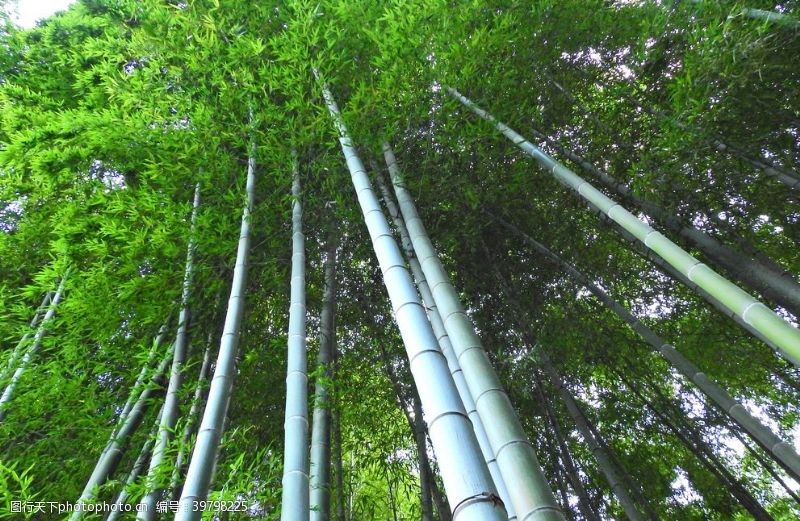 树木护眼绿色竹子图片