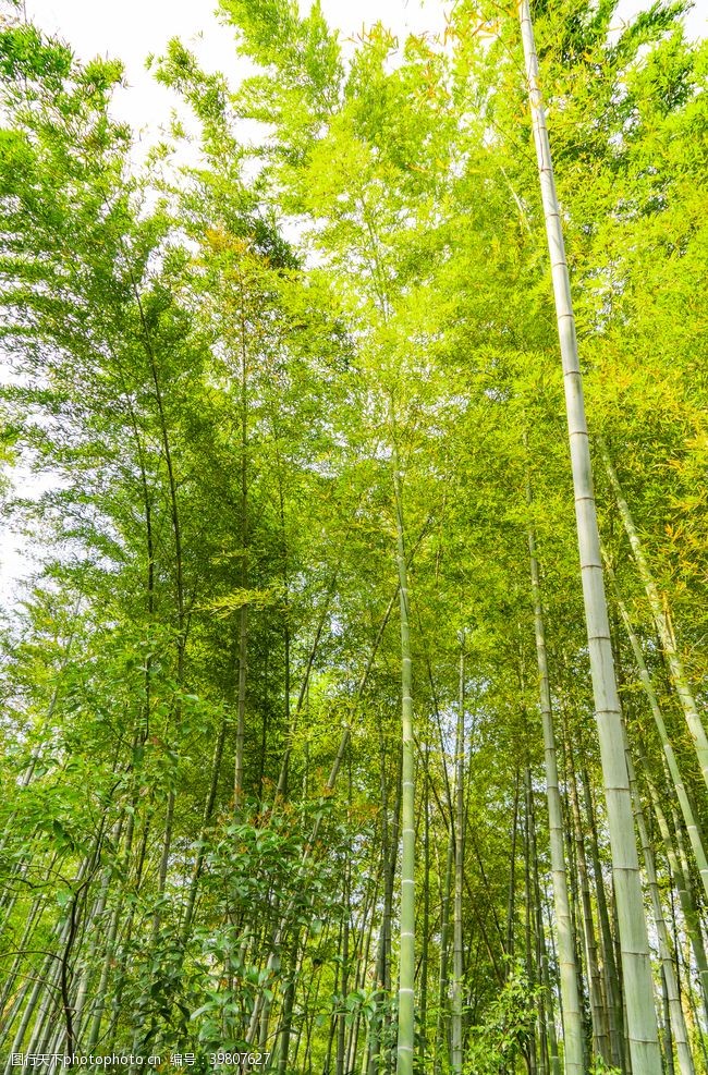 阳光树木护眼绿色竹子图片