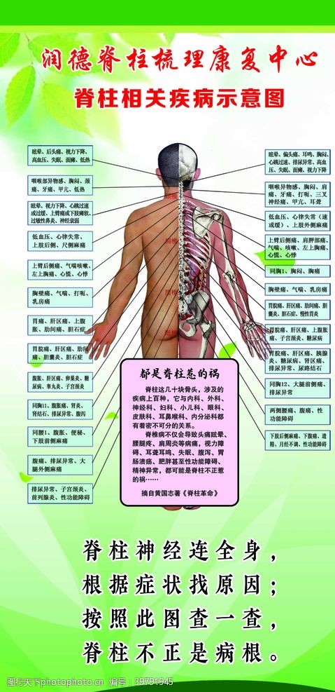 人体结构脊柱梳理图片