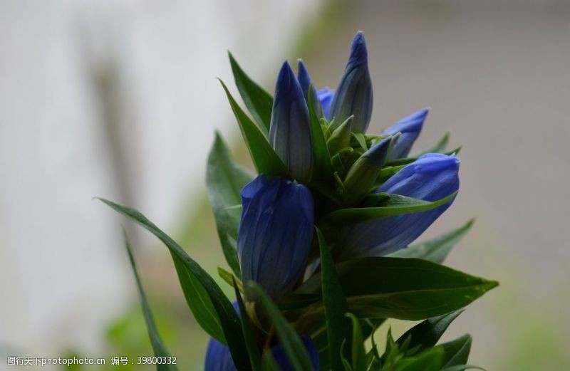 花苞龙胆花图片