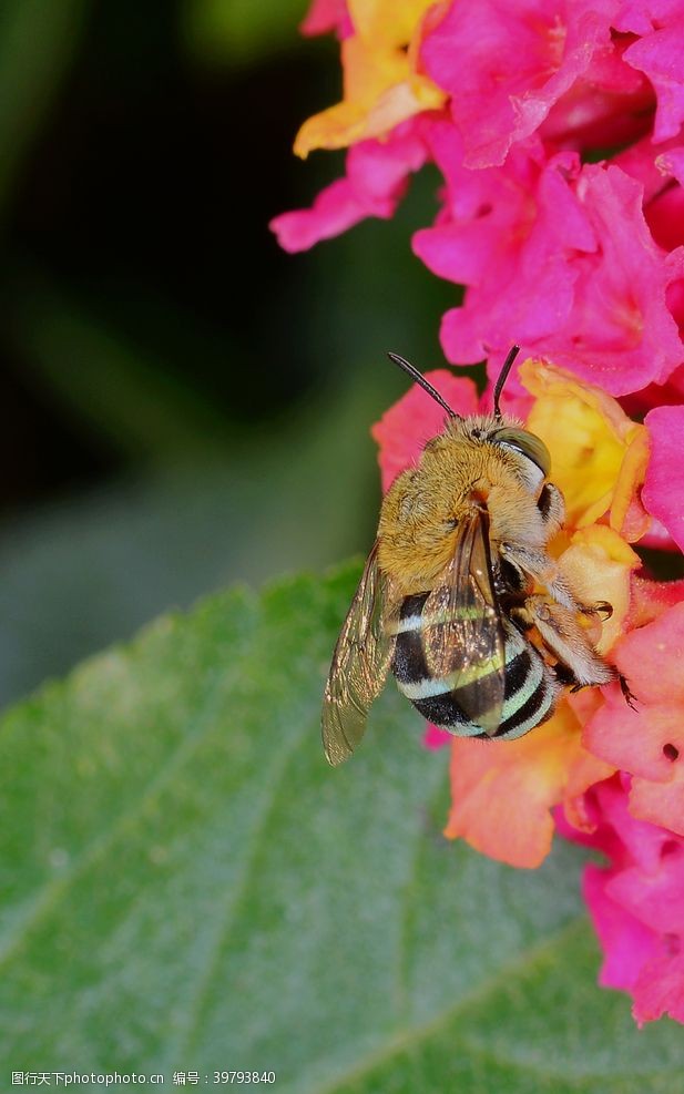 春天花朵蜜蜂图片