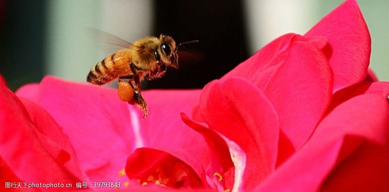 蜜蜂窝蜜蜂图片