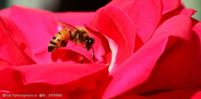 春天花朵蜜蜂图片