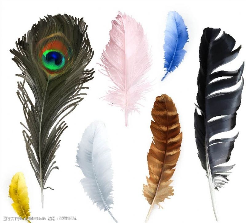 彩色羽毛图片素材鸟类羽毛矢量图片