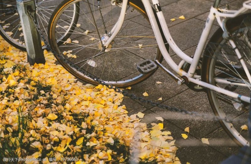 银白秋天路边银杏落叶旁白色自行车图片