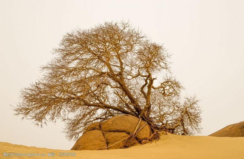 蒙古沙漠胡杨图片
