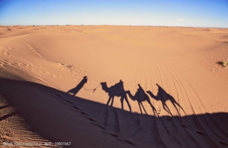 金色山坡沙漠里的骆驼影子图片