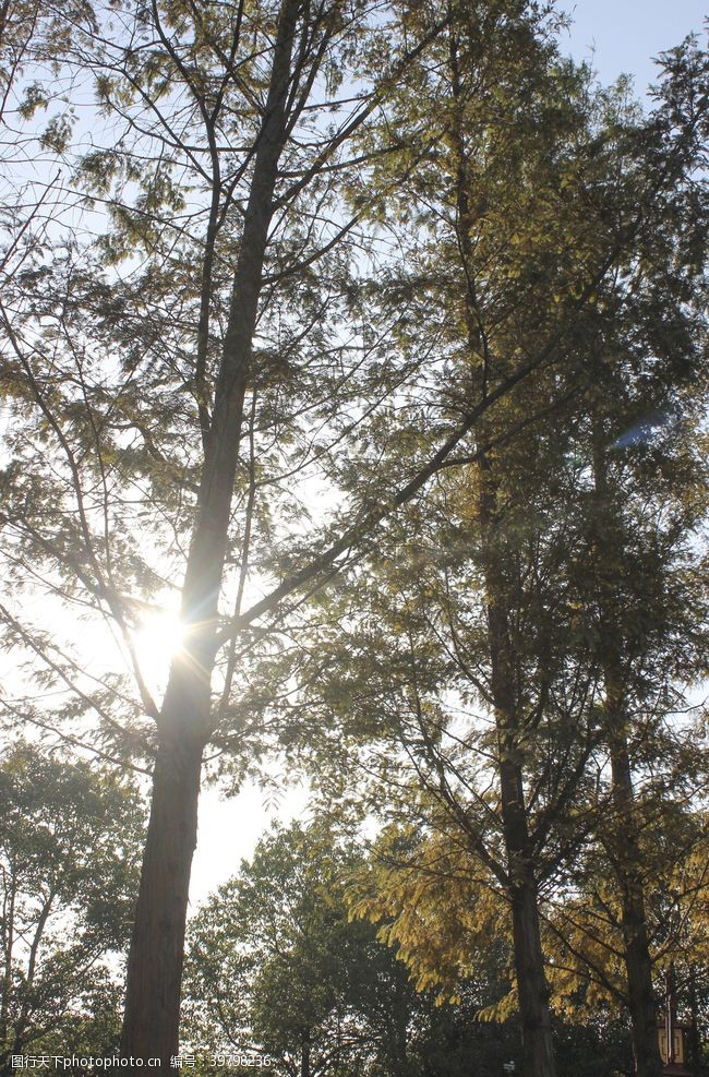 阳光树木水杉图片