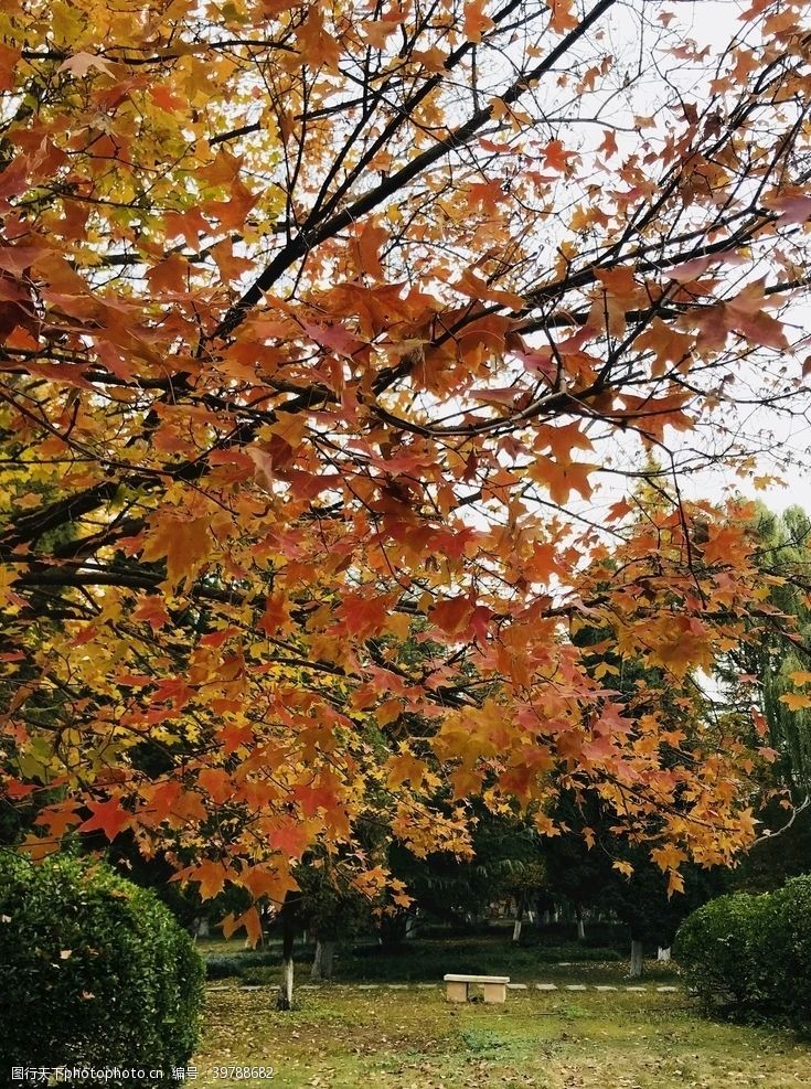 初秋树叶图片