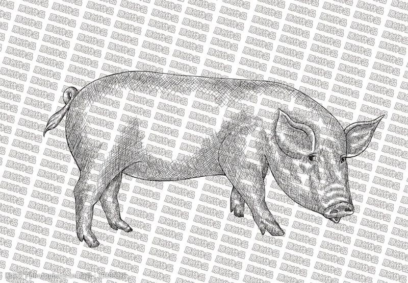 线条猪素描猪图片