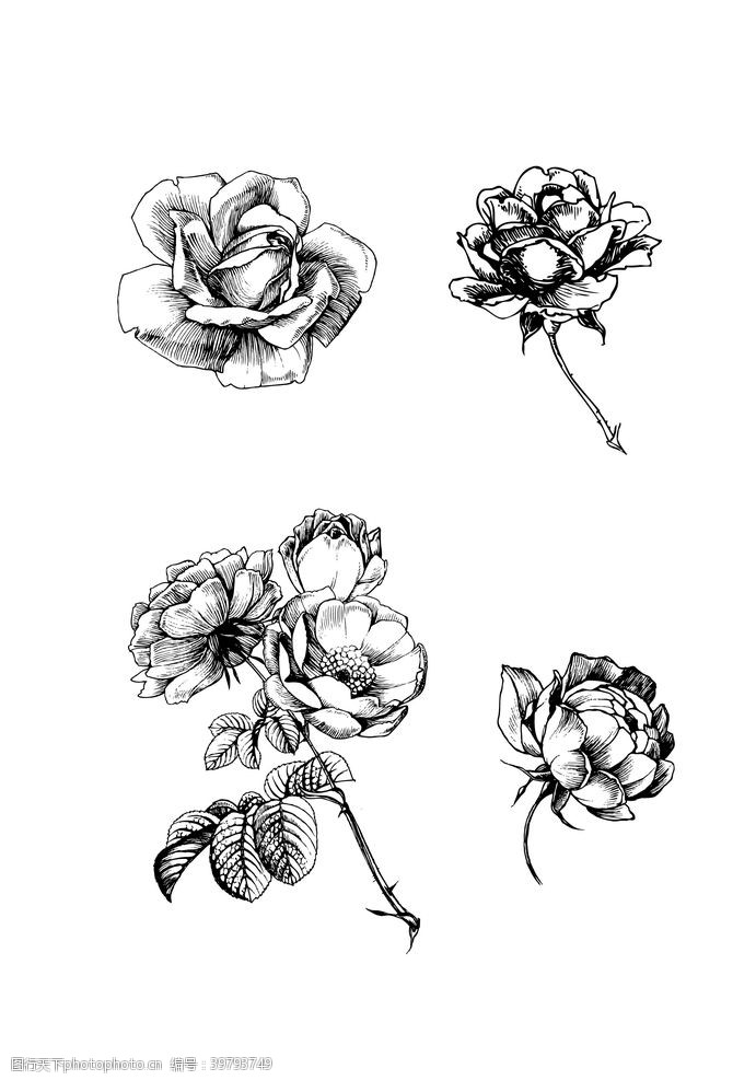 黑白线稿花朵线稿花卉图片