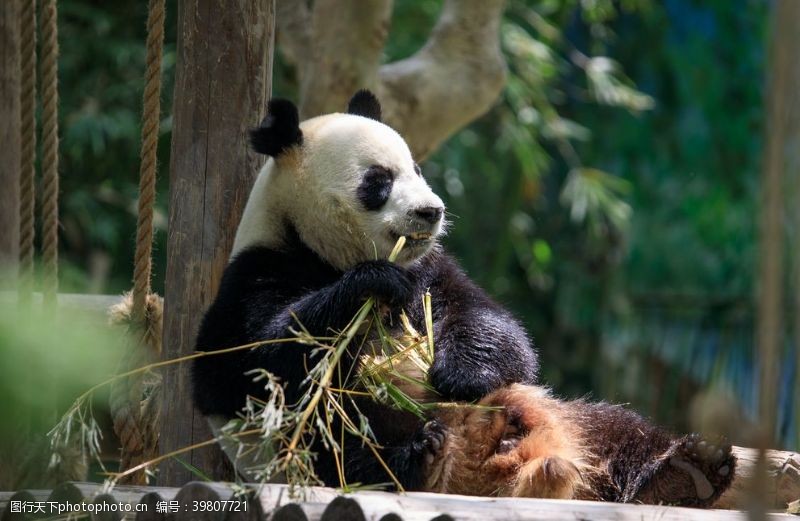 黑猫熊猫吃竹子大图图片