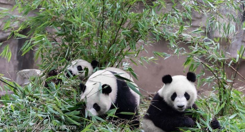可爱宝宝照熊猫竹子图片