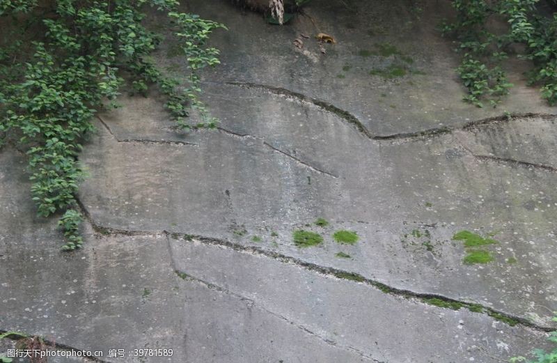 植物昆虫岩石图片