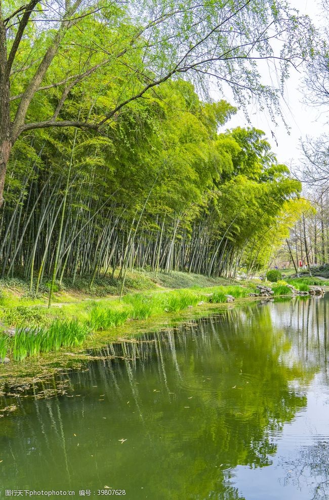 绿色荷叶竹林溪流图片