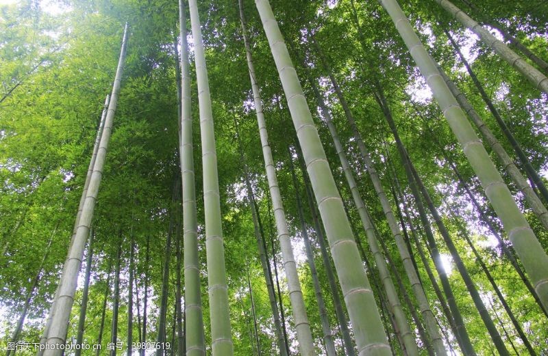 阳光树木竹林竹海图片