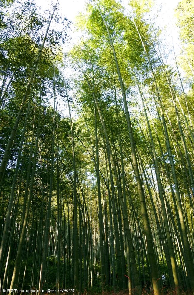 青翠绿叶素材竹子高清大图图片