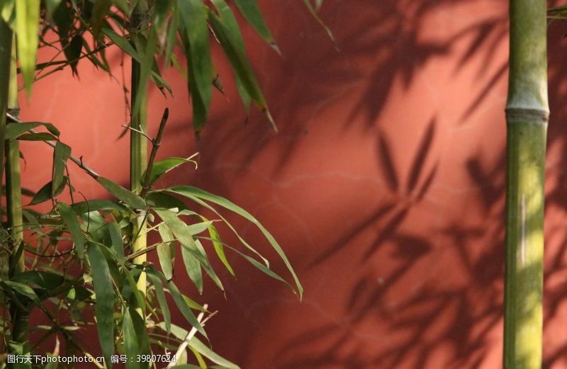 竹林背景竹子红墙摄影图片