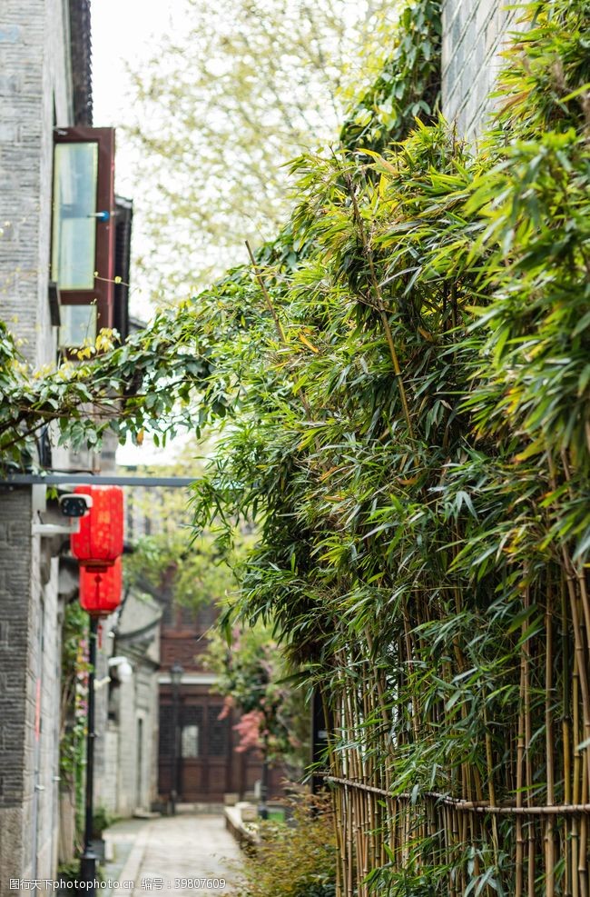 春天下雨后绿色竹子古风图片