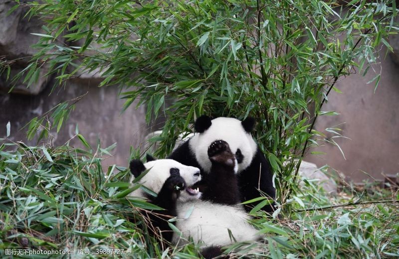 可爱宝宝照大熊猫玩耍图片