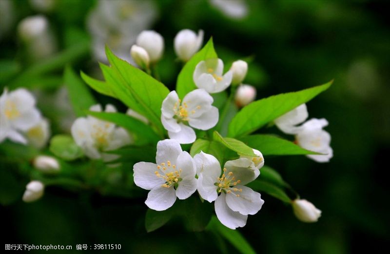 木兰花二十四番花信风春分节气海棠图片