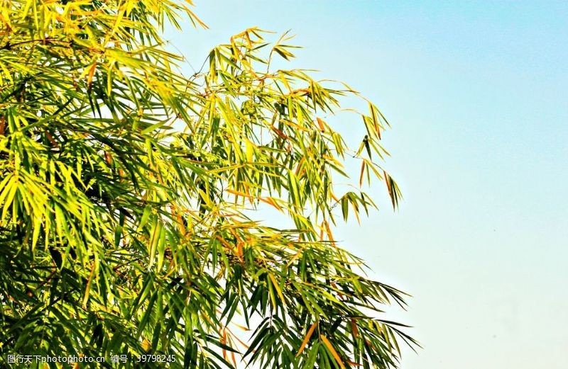 茂密的树蓝天下的竹子图片