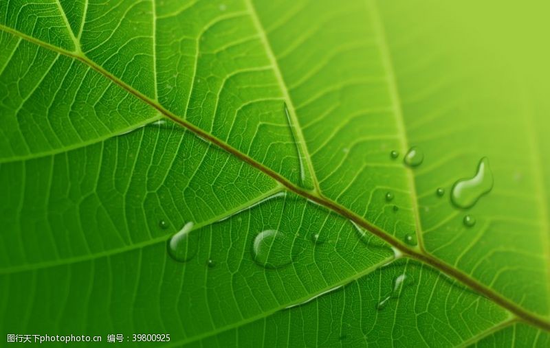 水滴背景绿叶上的水滴图片