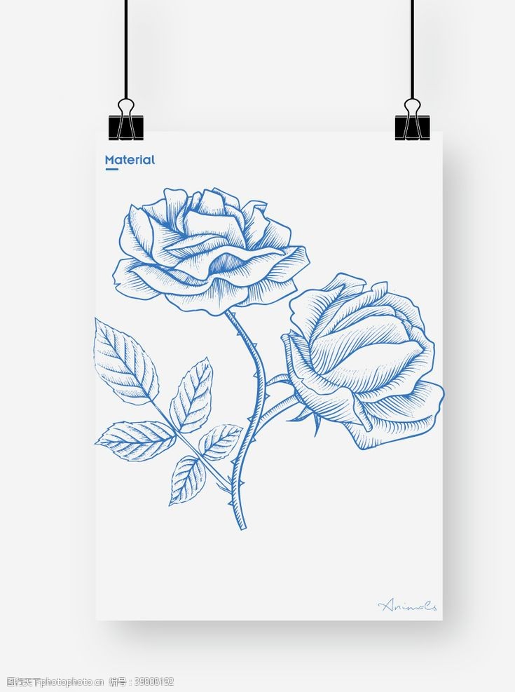 花朵线稿玫瑰图片