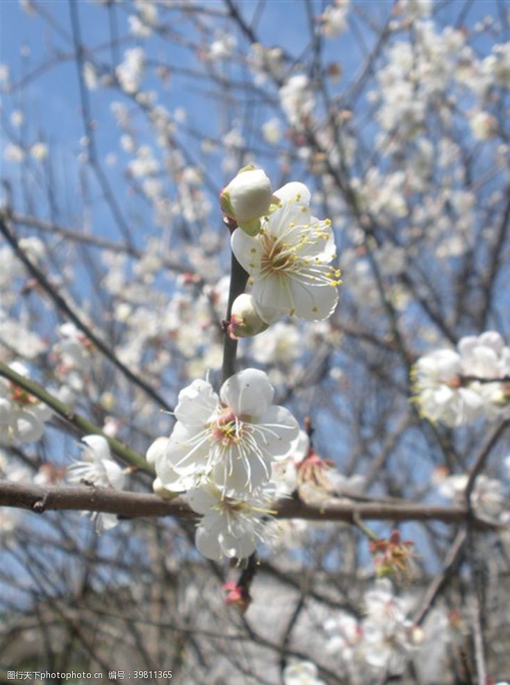 蜡梅梅花图片